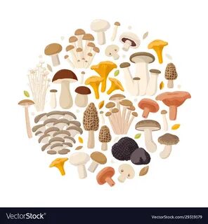 Collecting mushrooms