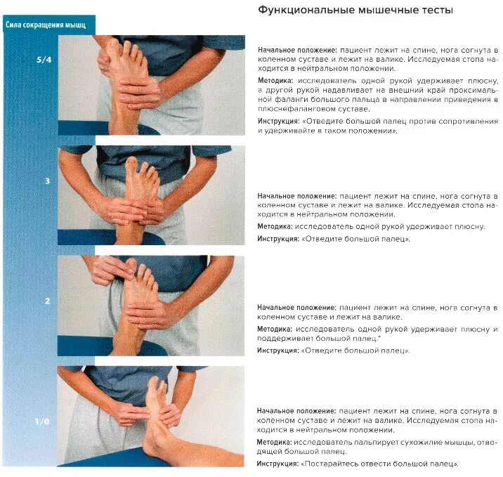 иннервация мышц сгибателей плечевого сустава. сухожилия сгибателей 1 пальца кисти анатомия.