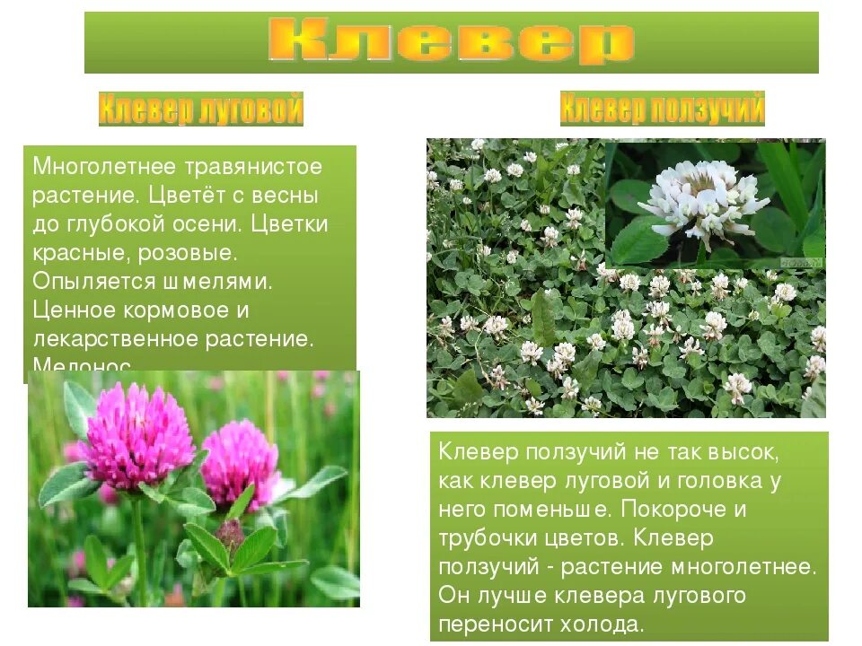 Морфологический критерий клевера лугового и ползучего. Клевер луговой и клевер ползучий. род растения клевер луговой и клевер ползучий. сходства клевера лугового и клевера ползучего. сходства и различия клевера лугового и клевера ползучего.