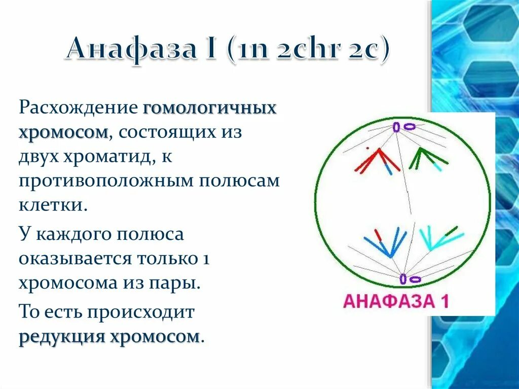 Сколько клеток в анафазе. Анафаза мейоза 2. Мейоз 1 анафаза 1. Анафаза 1 и 2. Анафаза 2 набор 1.