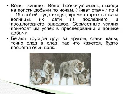 Волк короткий рассказ