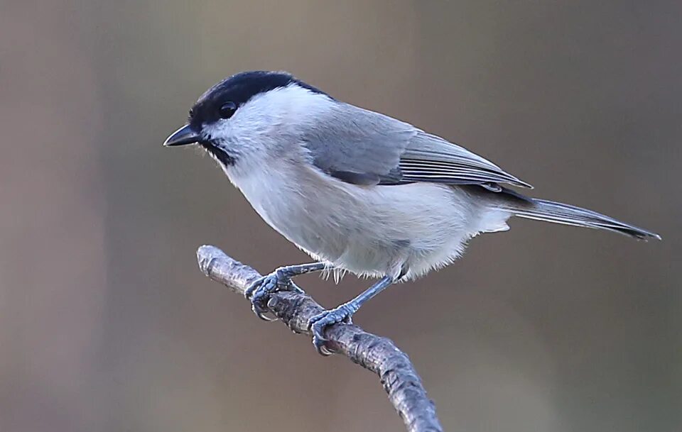 синица севастополь. синицы московка гаичка. городские птицы синица. синичка питается. синица севастополь.