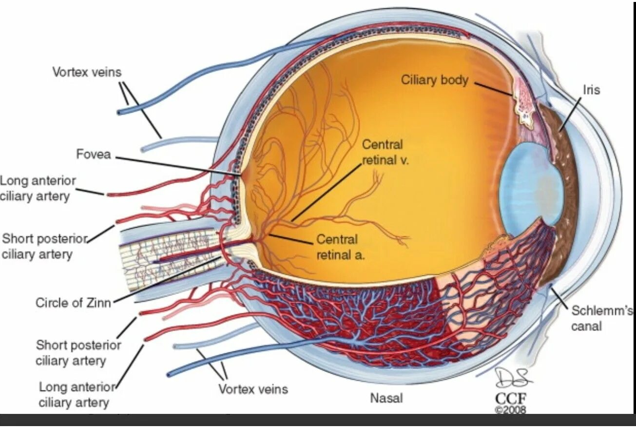 Зрительные нервы глазного яблока. Сосудистая оболочка глазного яблока. Строение глаза человека хориоидея. Слои сосудистой оболочки глаза анатомия. Сосудистая оболочка глаза строение анатомия.