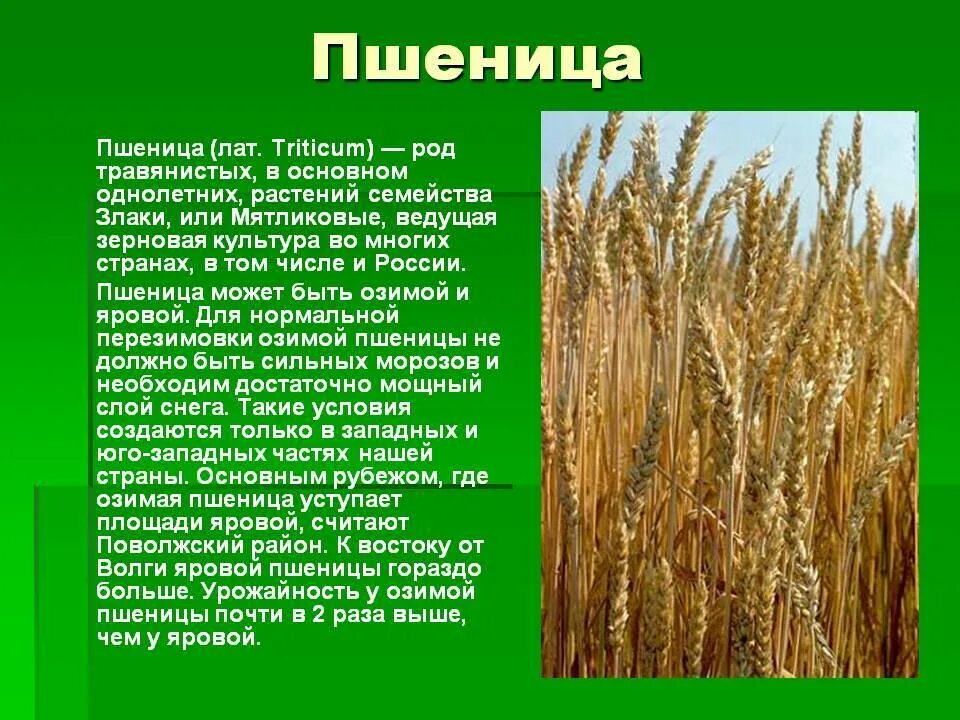 Роды злаковых. Сельскохозяйственные растения. Сообщение о пшенице. Пшеница культурное растение. Хлебные зерновые культуры.