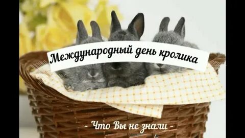 День кролика