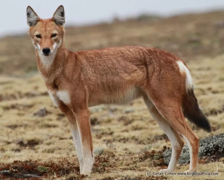 Эфиопский шакал. Canis simensis. эфиопский волк. эфиопский шакал в африке.