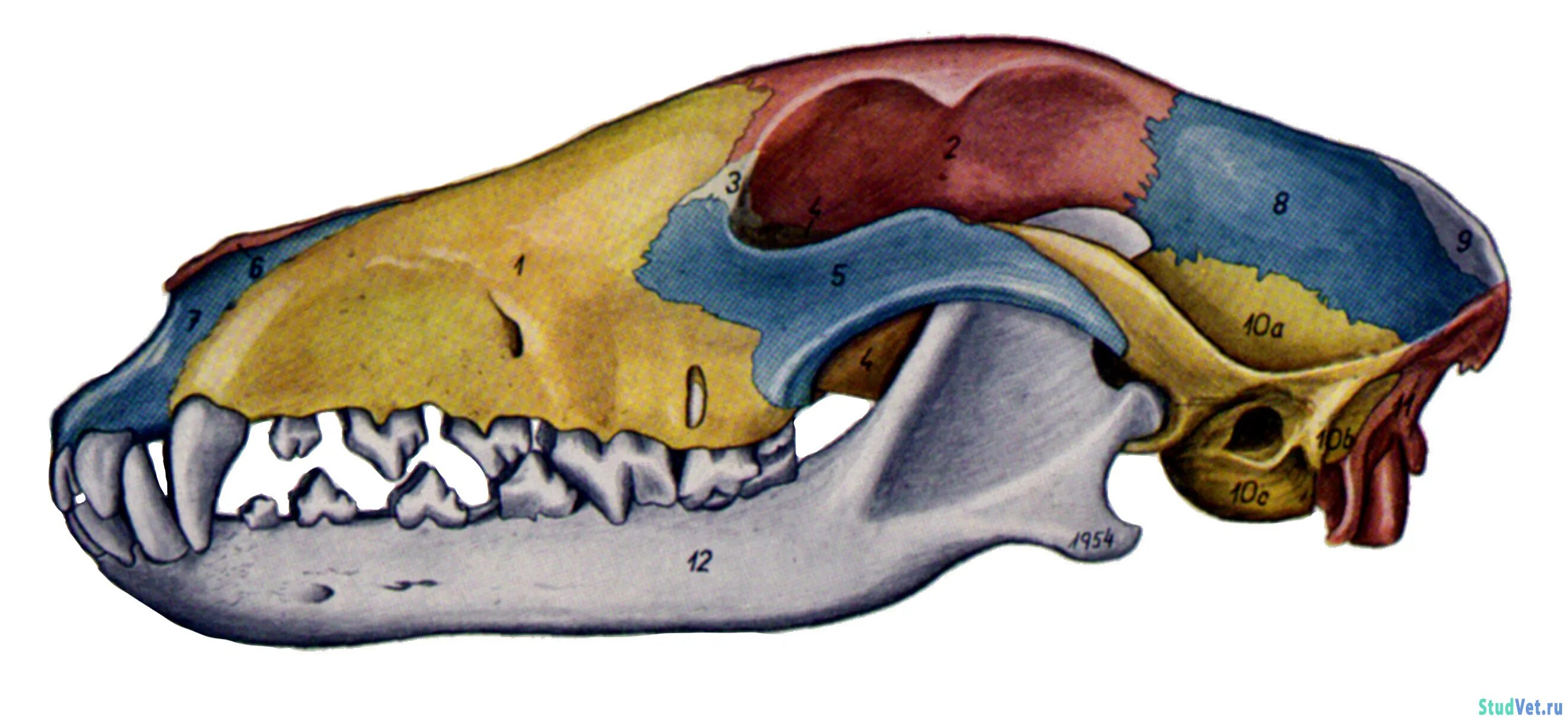 Соединение костей черепа млекопитающих. Анатомия костей черепа собаки. Кости черепа собаки анатомия. Челюстная кость у собак. Череп собаки вентральная поверхность.