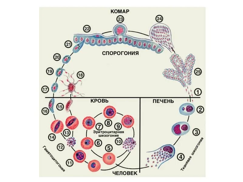Цикл развития малярийного плазмодия схема. Стадии жизненного цикла малярийного плазмодия. Жизненный цикл малярийного плазмодия схема. Plasmodium malariae жизненный цикл. Шизонт это