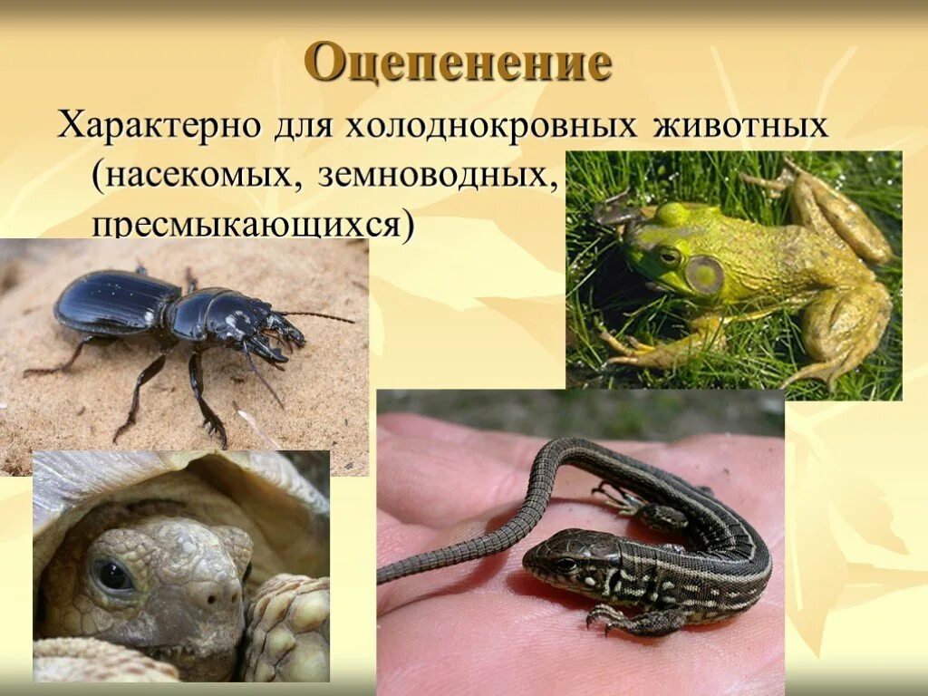 Что характерно для животных. Оцепенение. холоднокровные насекомые. оцепенение насекомых. оцепенение у пойкилотермных животных.