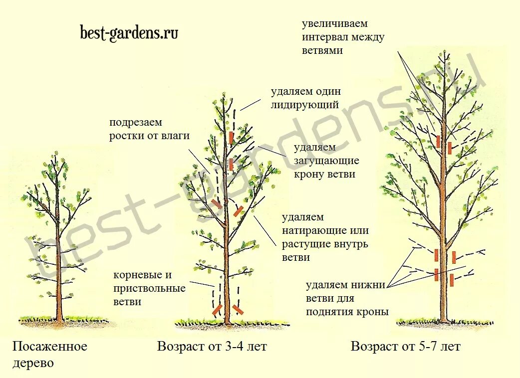 Какие могут быть ветви