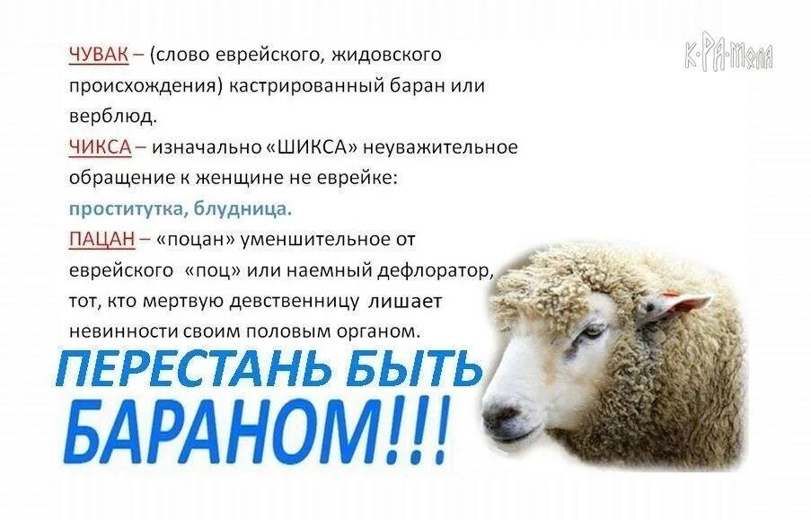 Фиксация барана для кастрации. Кастрированный баран это. Кастрированный баран это. Чувак это кастрированный баран или верблюд. Значение слова чувчувака.