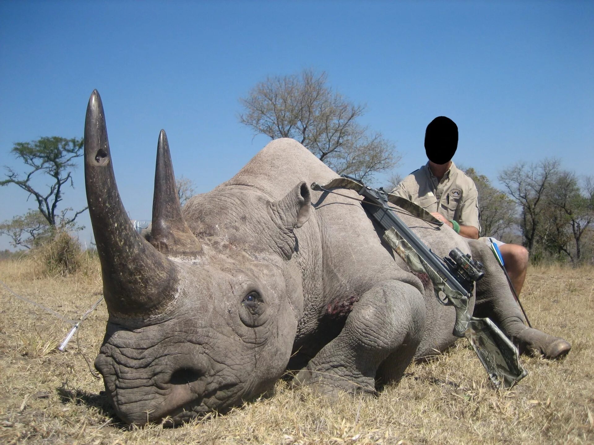 Браконьерское истребление животных. Исчезновение видов животных. Истребление редких животных. Человек истребляет животных. Браконьерство массовое.