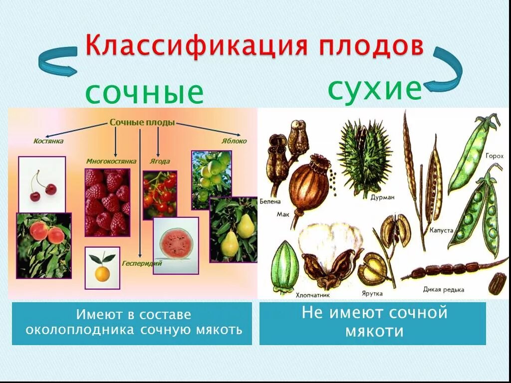 Классификация плодов односемянные и многосемянные. Классификация плодов сочные односемянные и многосемянные. Классификация плодов,сухие и сочные,односемянные и многосемянные. Классификация плодов сочные многосемянные. Перечислите части околоплодника