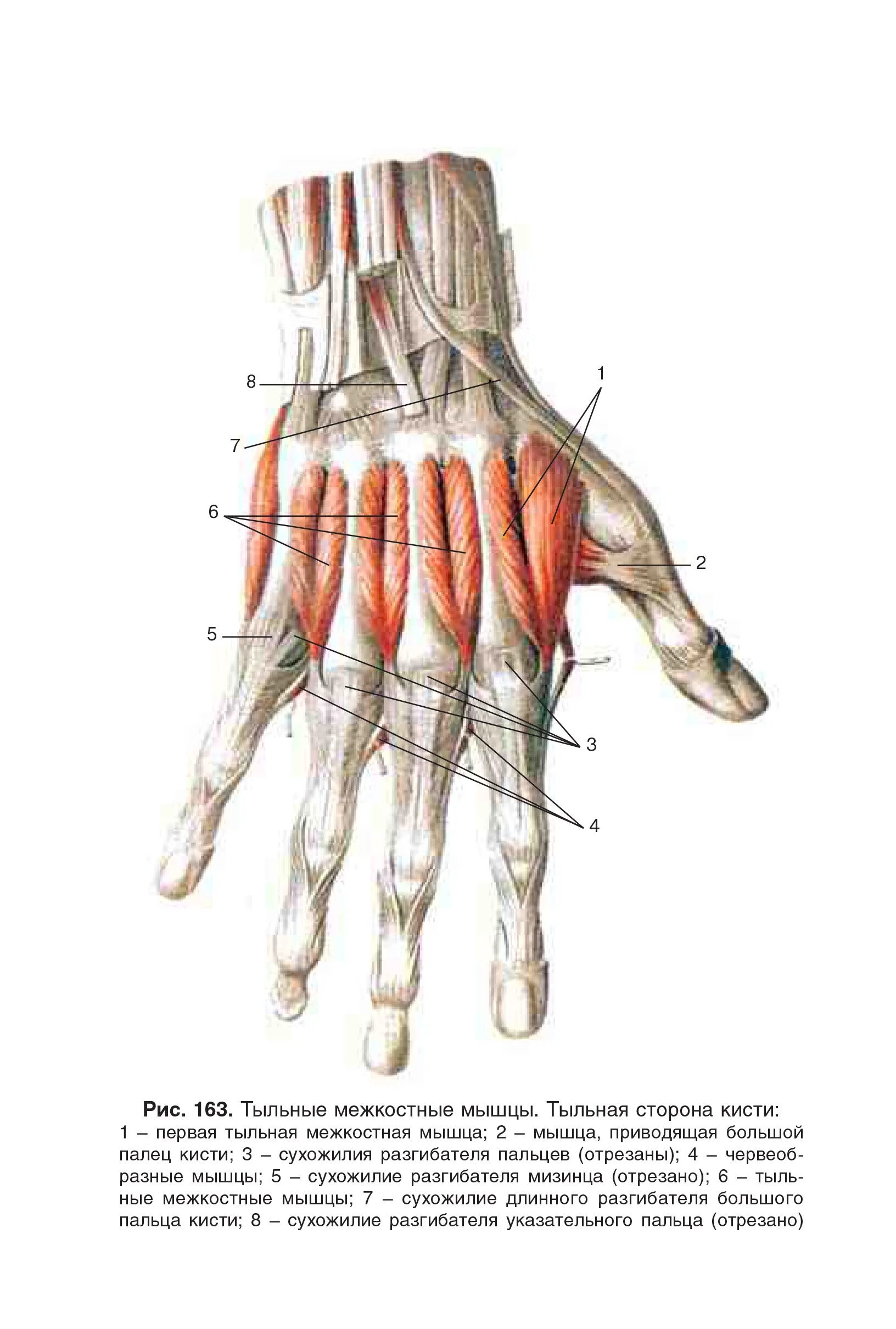 Дорсальные межкостные мышцы кисти. Ладонные межкостные мышцы кисти. Тыльные межкостные мышцы. Тыльные межкостные мышцы (musculi interossei dorsales).