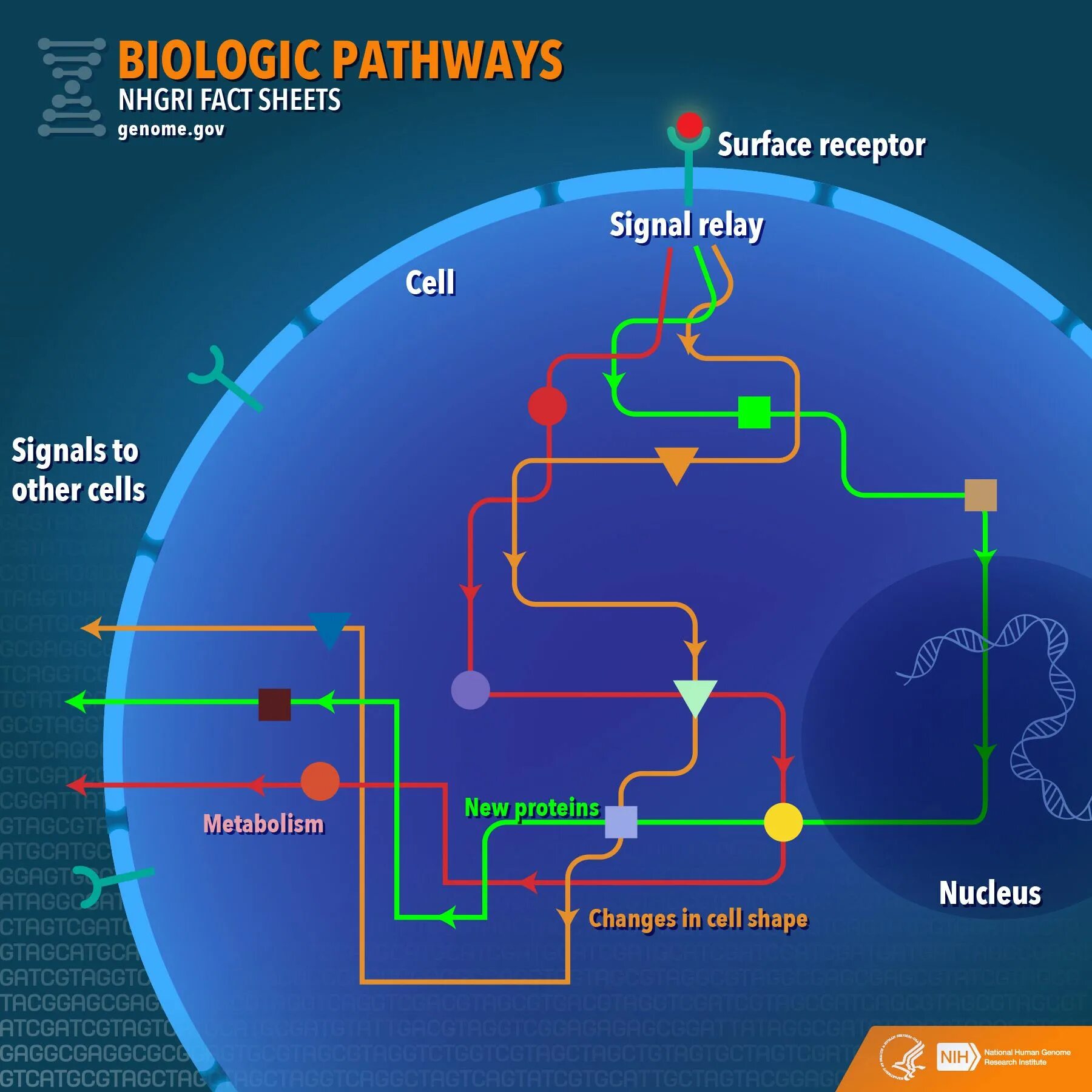 Pathways 2. National human genome research institute. pathways. цикл вуда льюнгдаля. kegg pathway.