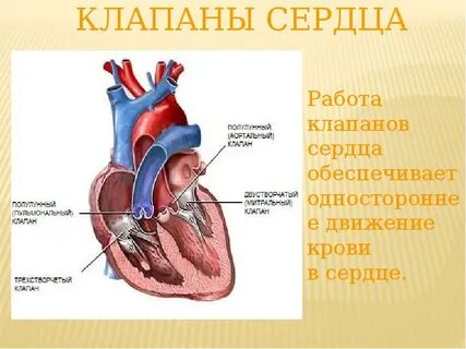 Сердце один клапан не работает