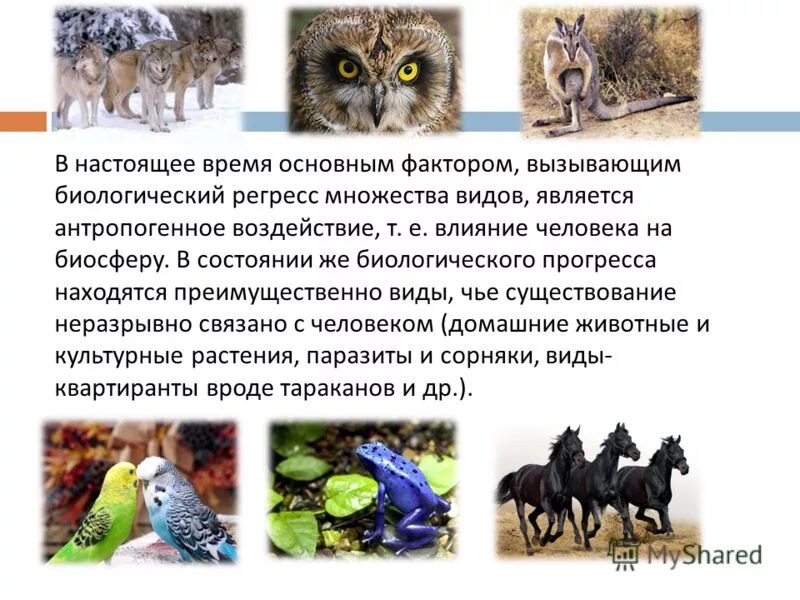 Сохранение многообразия видов как основа устойчивого развития биосферы презентац