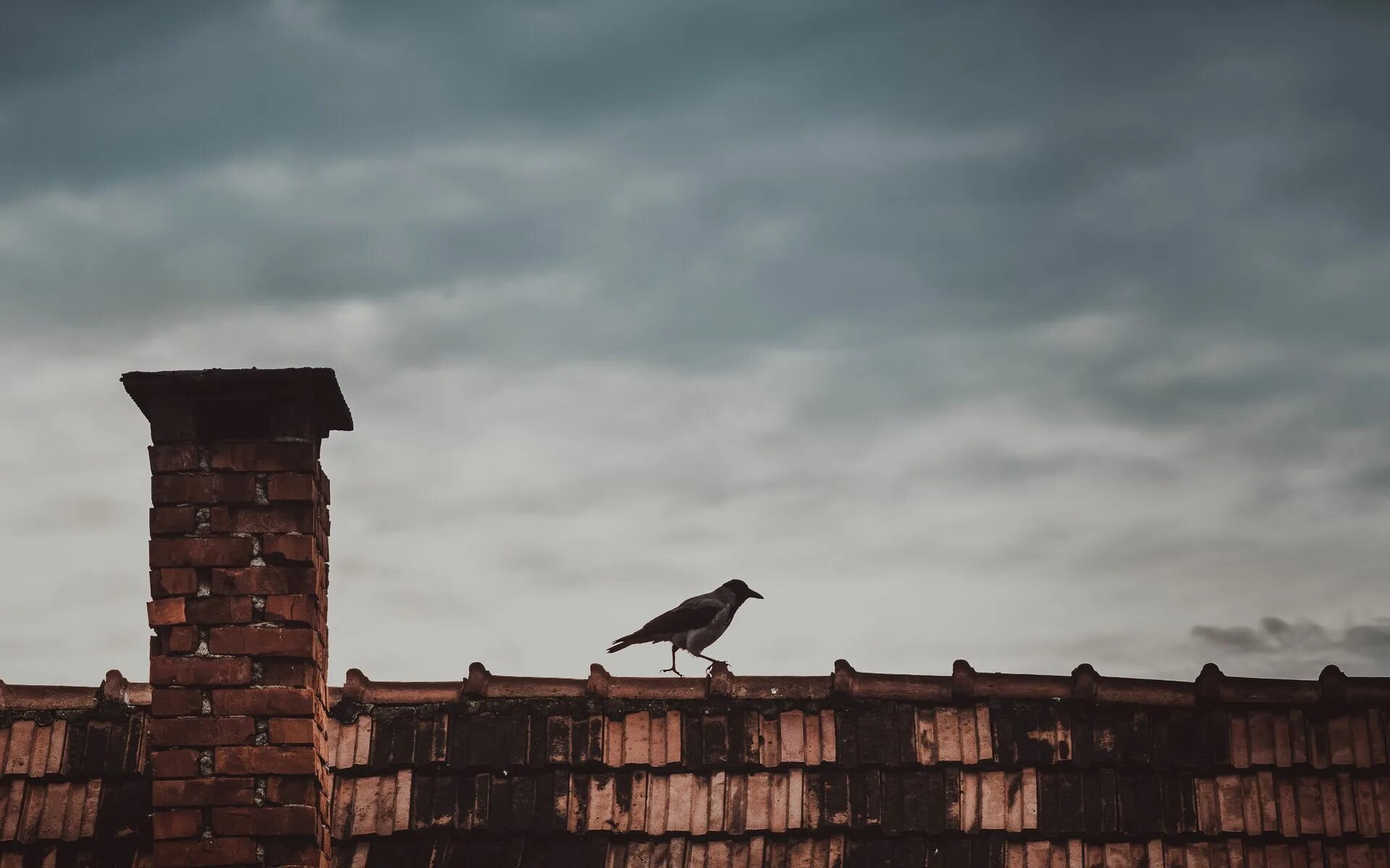 Птица жалобно кричащая ночью. Птицы над домом. Крыша с воронами. Птицы на крыше. Вороны на крыше.