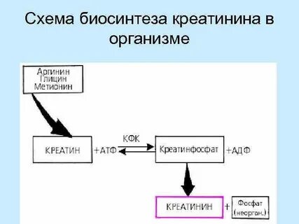 Креатинин образуется в