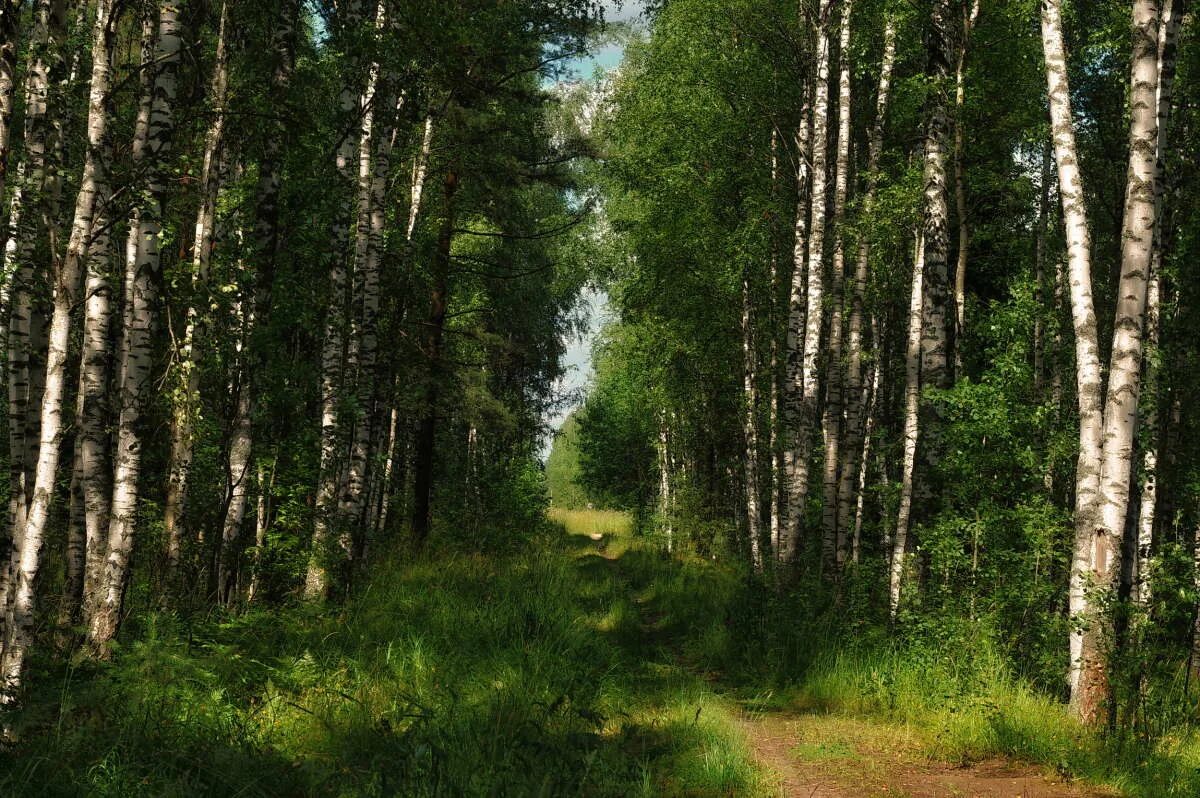 13 берез. 13 берез. берёзовая роща тюмень парк. алмазная мозаика березы. роща невест берёзовая роща курск.