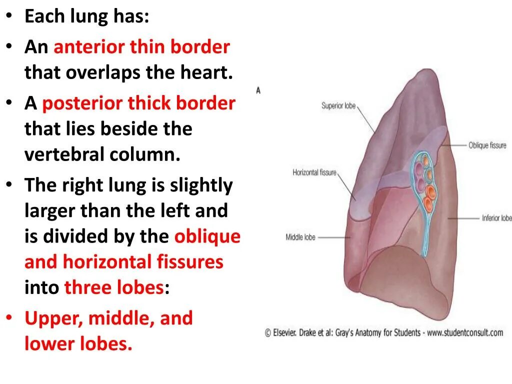 Hilum pulmonis radix pulmonis. Lung segments anatomy. Border of the lungs. Легкие анатомия корень. Right lung.