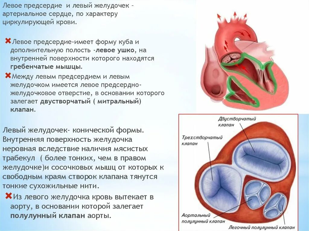 Правое предсердие левое предсердие желудочек. Трехстворчатый клапан предсердие. Сердце правое предсердие левое предсердие желудочек. Створки трехстворчатого клапана сердца. Кровь в левое предсердие попадает