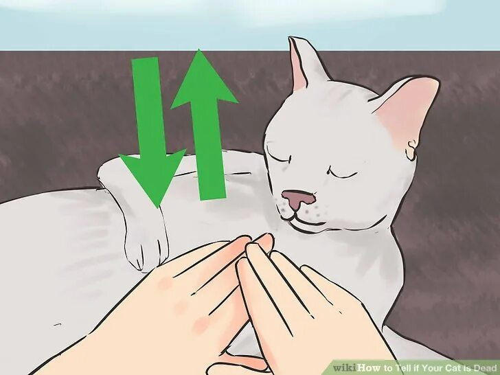 Perhaps your neighbor is a cat. Flying cat мем. Your cat has same mental problems as you. Cat food poster. Your cat is dead speed up.