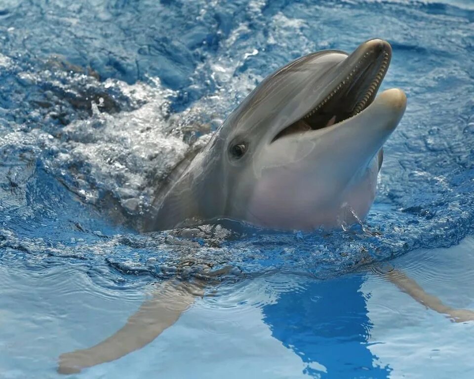 То дельфин. Дельфин спасибо за рыбу. Дельфины и люди. Озерный дельфин. Всемирный день китов и дельфинов.