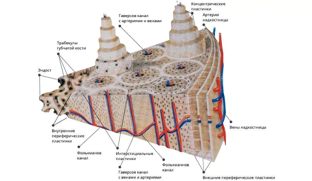 Строение кости Остеон. Строение остеона гистология. Строение остеона костная ткань. Строение остеона анатомия. Остеон ткань