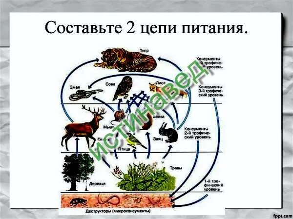 Пищевая цепь с муравьями. Пищевая цепочка с МУРАВЬЕМ. Пищевые цепи Мадагаскара. Цепь питания муравей муравьед.