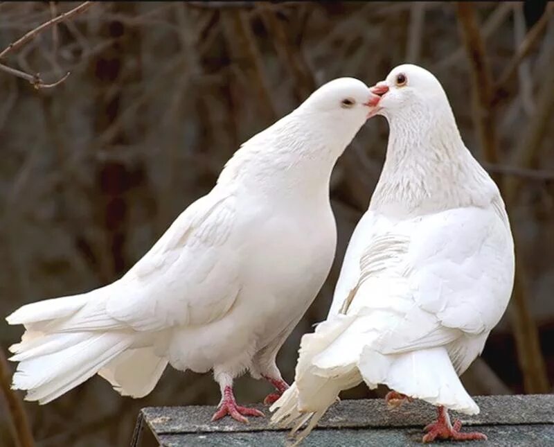 Пара голубей. Белый голубь. Влюбленные голуби. Любовь и голуби.