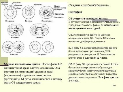 Какая фаза митоза следует за интерфазой