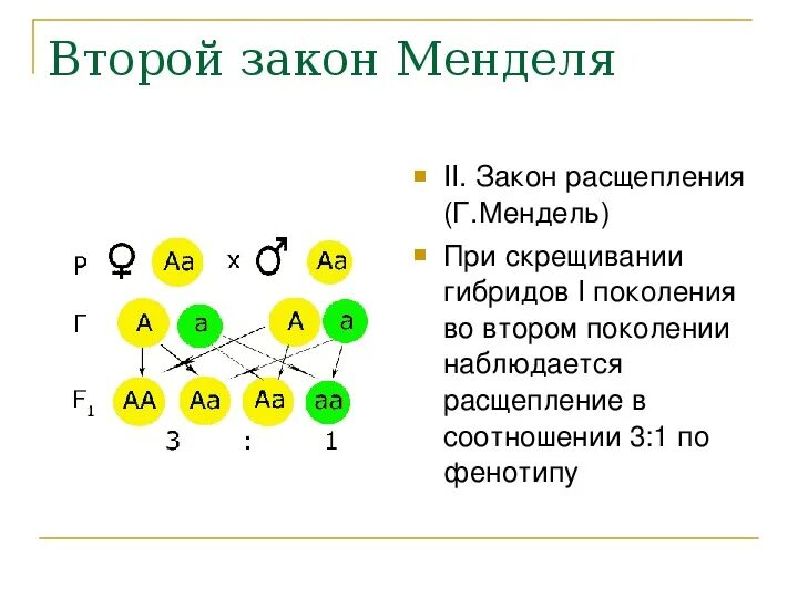 Формула второго закона Менделя. Второй закон Менделя схема скрещивания. 2 Закон Менделя расщепление. Иллюстрация второго закона Менделя.