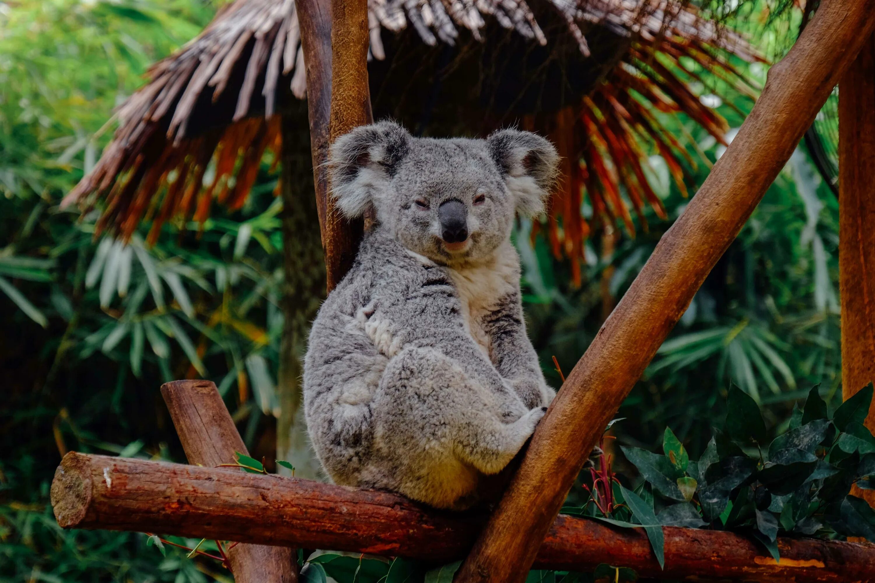 Животные Австралии коала. Сумчатый мишка коала. Австралия сумчатые коала. Медведи коалы в Австралии.