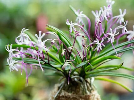 СЮ ТЕННО 주천왕 朱 天 王 neofinetia Shutenno Sunleaf