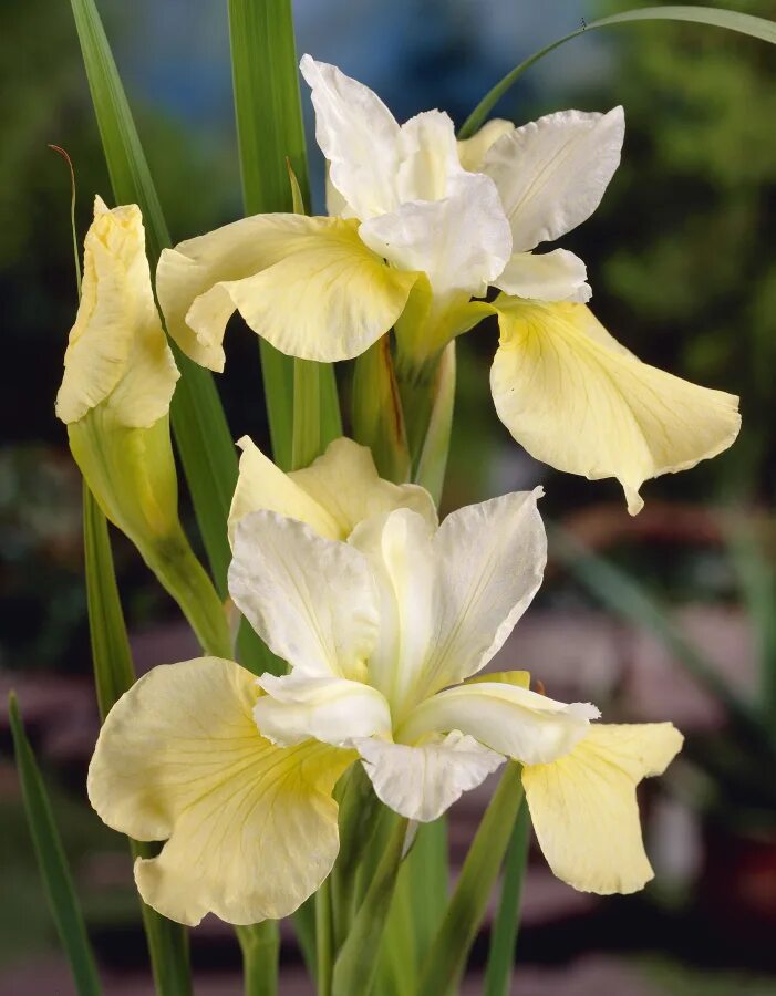 Ирис шуга. Ирис сибирский butter and sugar. ирис сибирский (iris sibirica `butter and sugar`). ирис сибирский summer revels. ирис баттер энд шуга.