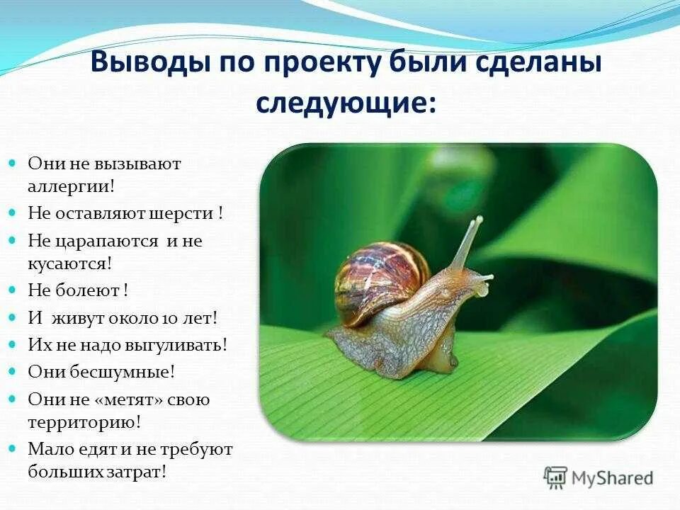 С какой скоростью двигается улитка