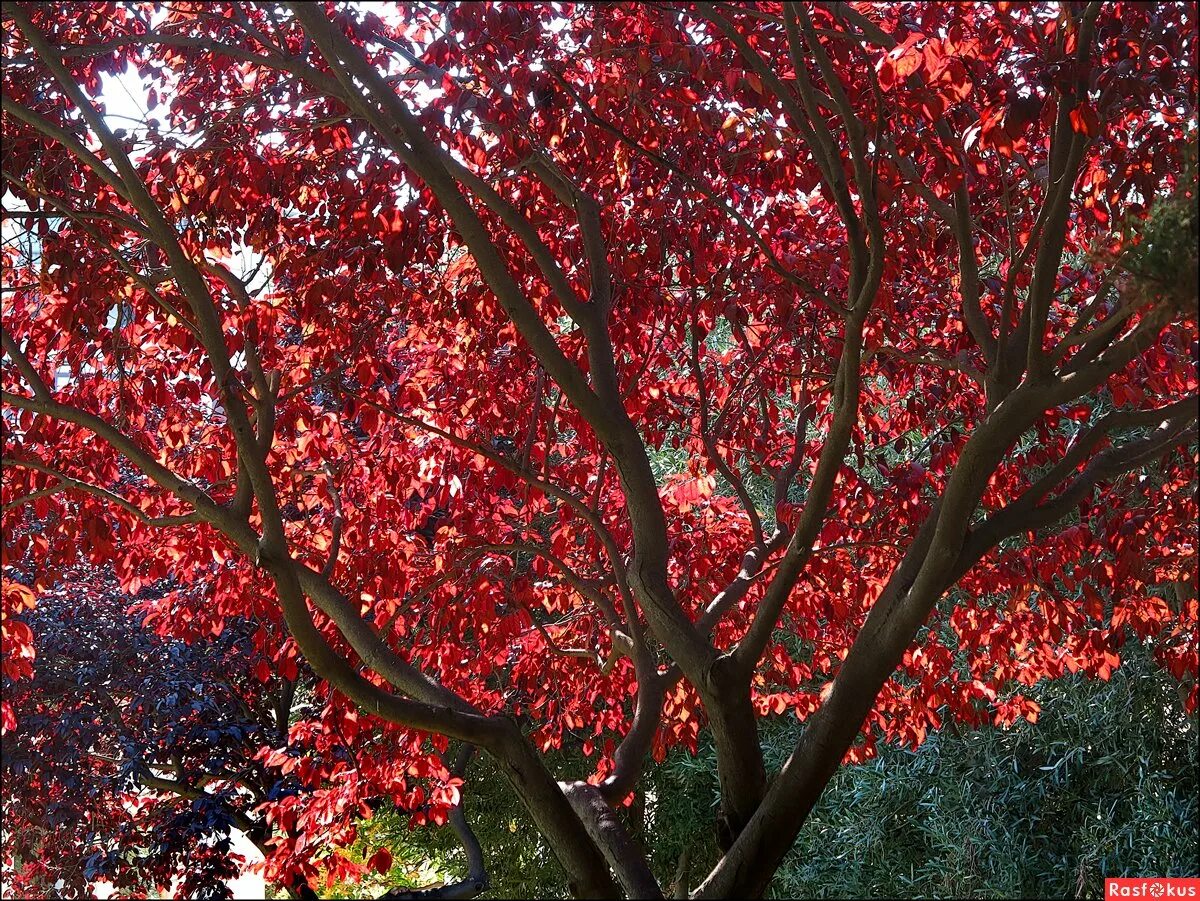 Красное дерево подгон. Клен бургунди. Клен красный 'Burgundy Belle'. Acer rubrum Burgundy Belle. Габонское красное дерево.