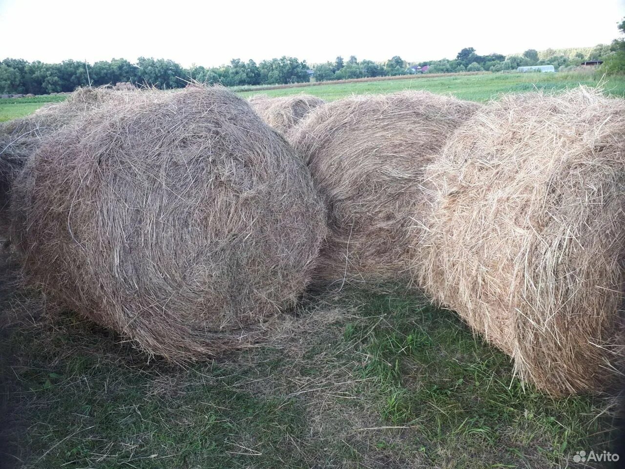 Сено курганская купить. Сено в тюках. Рулоны сена 400-450 кг. Сено в рулонах фото. На рулоне сена птица.