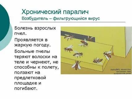 Паралич пчел