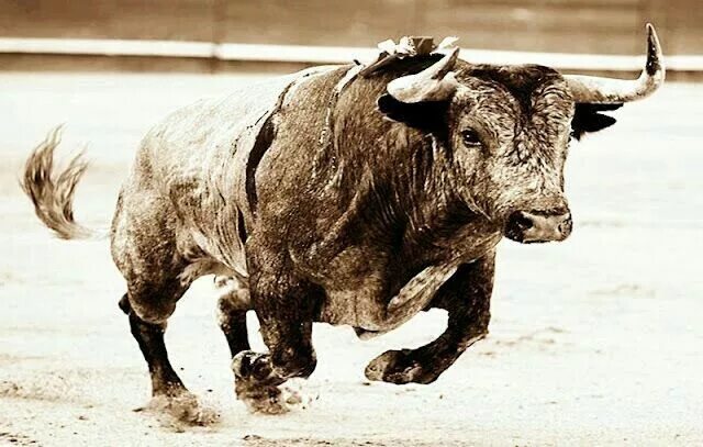 Таурус бык Телец. Бык фото.