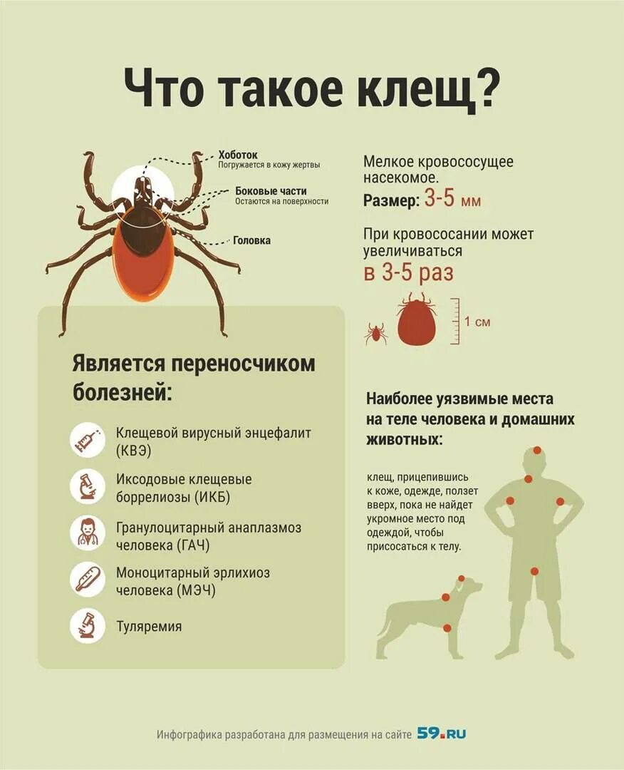 Клещевой энцефалит переносчики инфекции. Клещ Энцефалитный переносчик. Иксодовые клещи боррелиоз. Клещевой боррелиоз переносчик. Признаки энцефалита после укуса