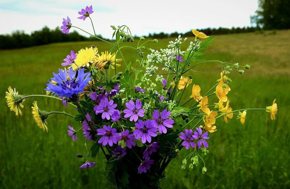 букет полевых цветов. самый красивый букет полевых цветов. букет полевых цветов. полевые цветы. красивый букет полевых цветов.