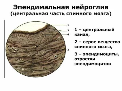 Спинной мозг лежит в канале спинномозговой жидкости