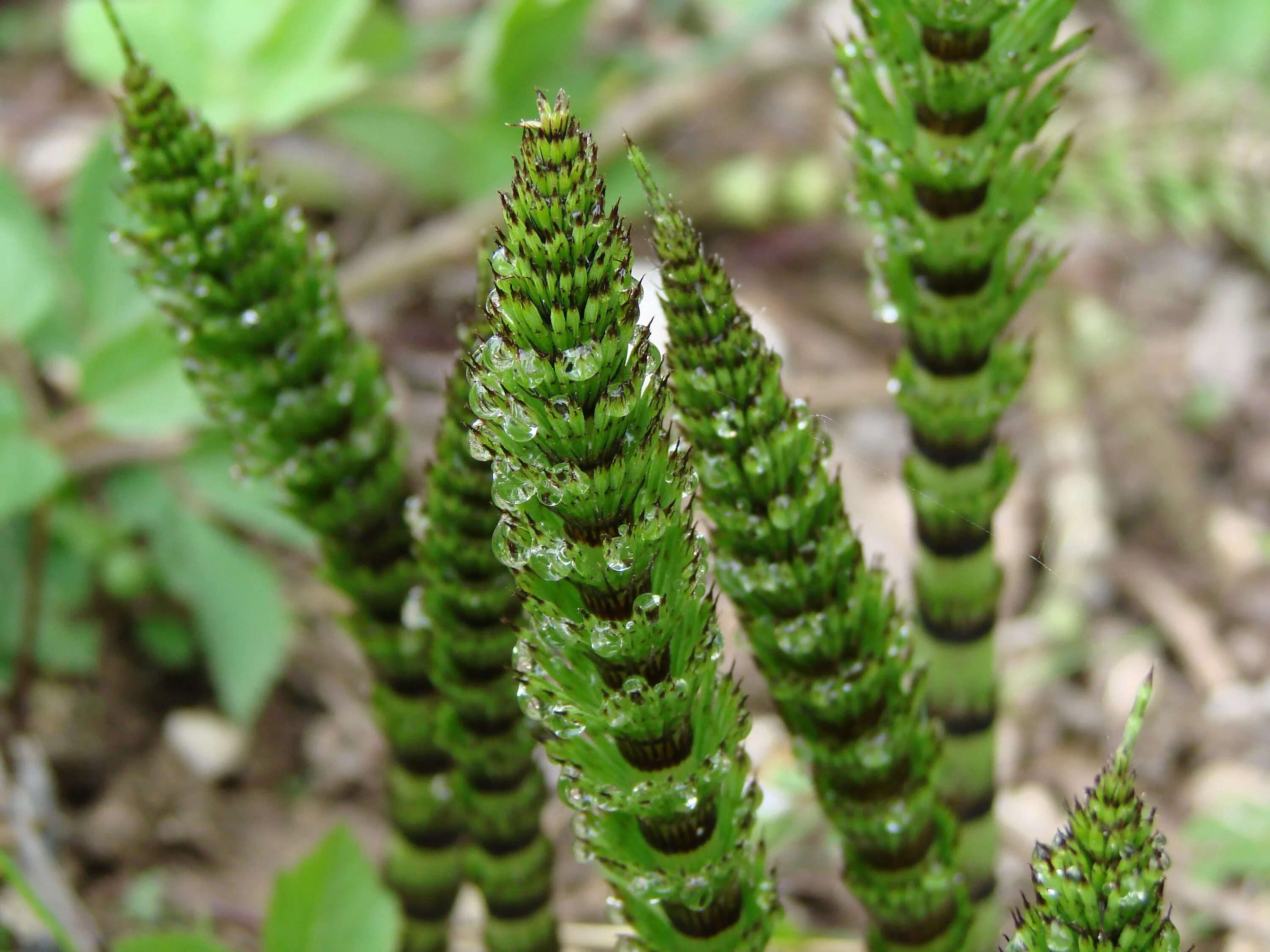 Капуста плауны. Хвощ полевой (Equisetum arvense). Плаун полевой. Хвощ полевой шишки. Ядовитое растение хвощ.