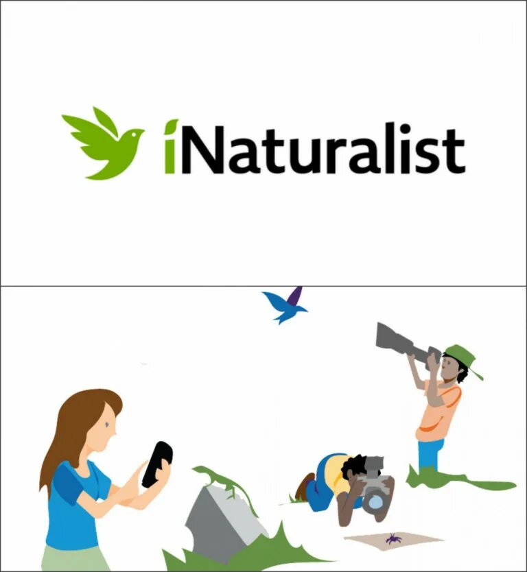 Натуралист программа. Inaturalist приложение. inaturalist натуралист. значок inaturalist. проекты в inaturalist.