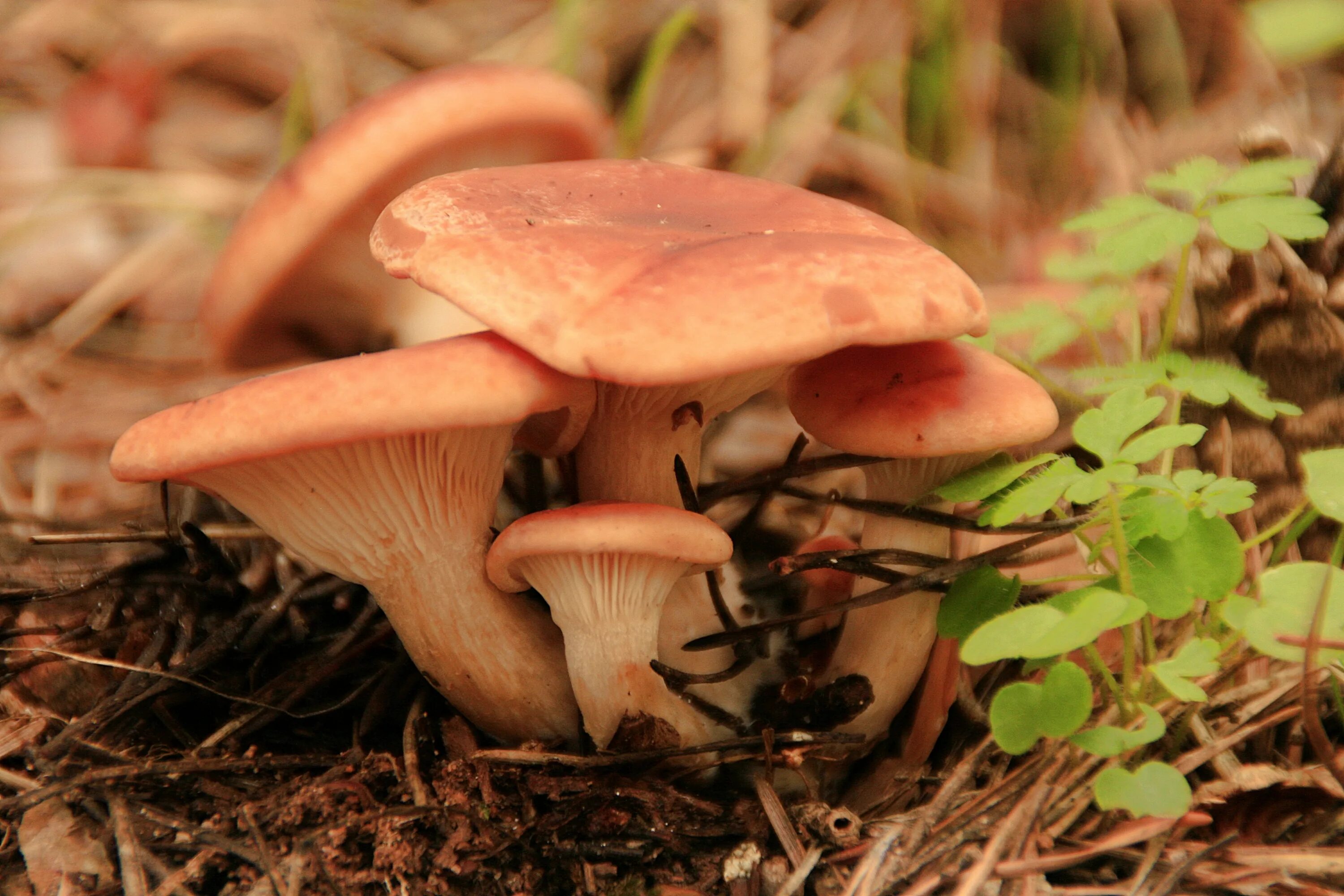 Рыжик боровик. Рыжики грибы. Рыжик Сосновый. Рыжик гриб съедобный. Рыжик (гриб) грибы.