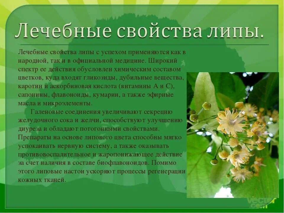 Цвет липы содержание чем закончится. Лекарственное дерево липа. лекарственные свойства липы. целебные свойства липы. цветы липы лекарственное растение.