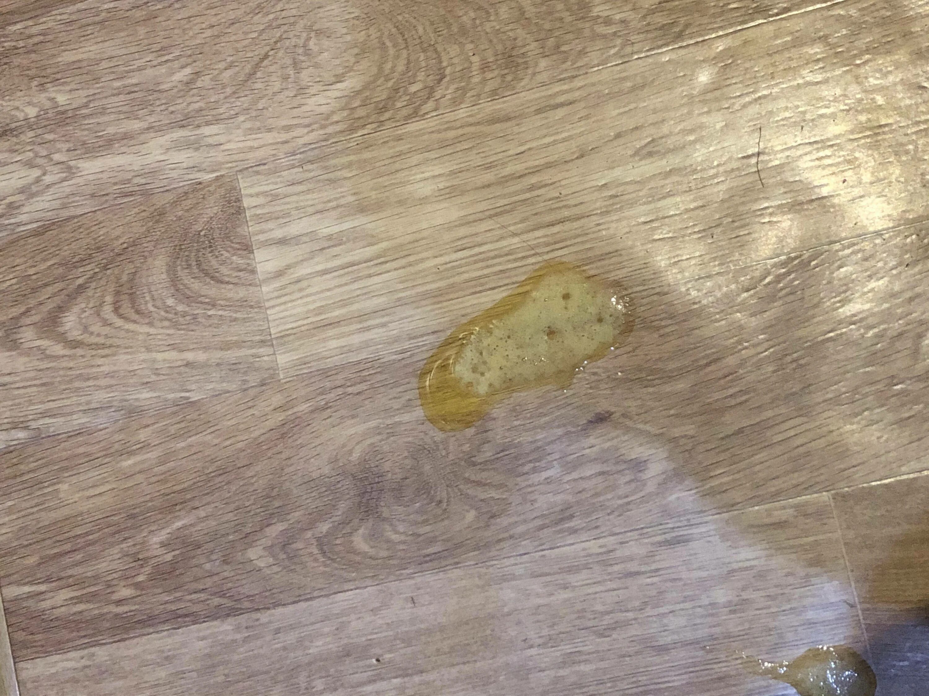 Кошка рыгает желтой жидкостью. Собаку вырвало желчью. Собаку вырвало желчью. Собаку вырвало желчью. Наблевал желтой жидкостью.