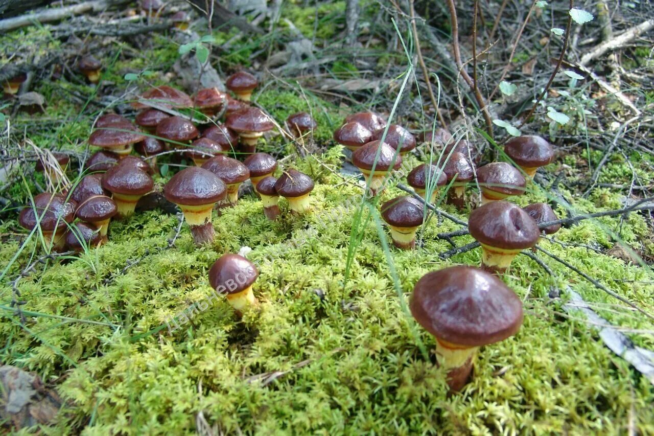 Где в каком лесу растут грибы. Грибы сянгу. Маслята Забайкалья. Поляна грибов. Съедобные грибы в лесу.